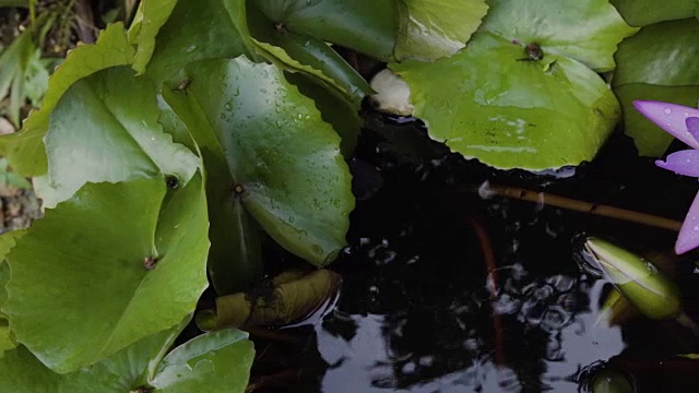 CU莲花跟踪镜头。视频素材