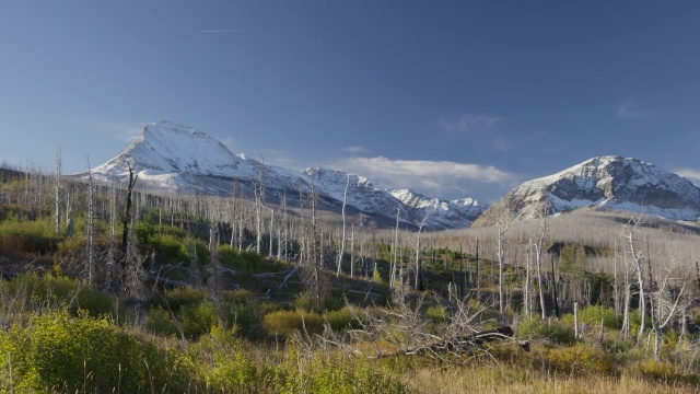 宽摇拍摄的贫瘠的树木在山区景观/冰川国家公园，蒙大拿，美国视频素材