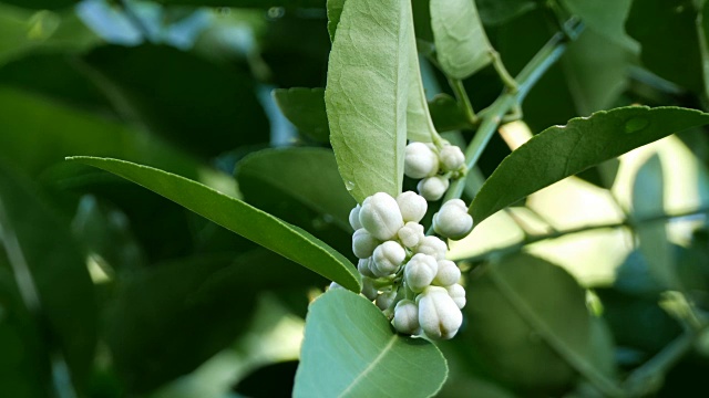 酸橙花视频素材