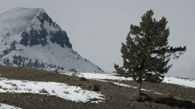 贫瘠山坡上被风吹过的树。视频素材