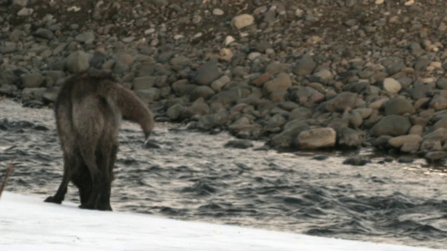 狼涉过河流。视频素材