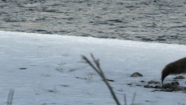 狼沿着白雪覆盖的河岸小跑。视频素材