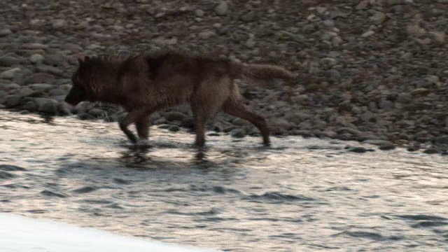 狼涉过河流。视频素材