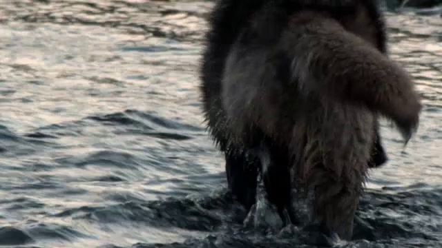 狼涉过河流。视频素材