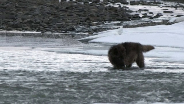 狼涉过河流。视频素材