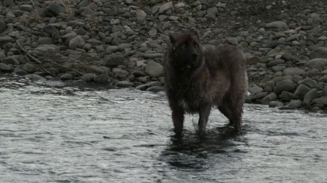 狼涉过河流。视频素材