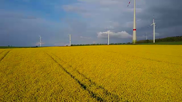 德国莱茵兰-普法尔茨萨尔高的油菜花田上空的无人机飞行视频素材