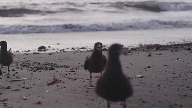 慢镜头，黄昏海滩上的海鸥视频素材