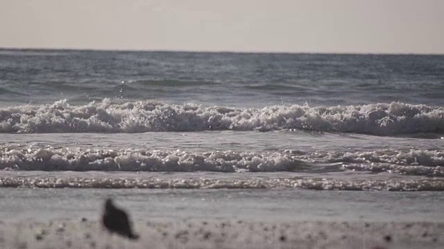 潮水涌来时，海滩上的海鸥，慢镜头视频素材