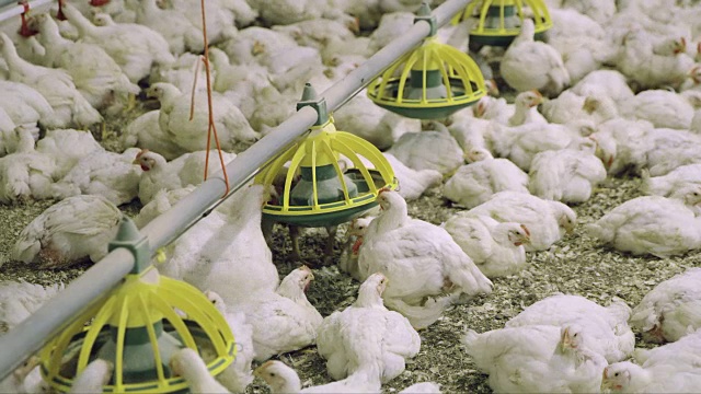 在家禽饲养场啄食谷物的鸡视频素材