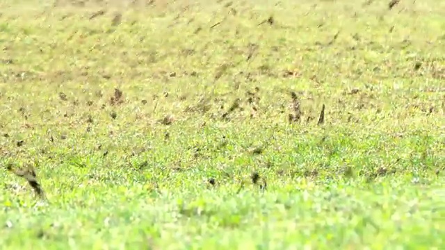 在草地上撒肥料的农民视频素材