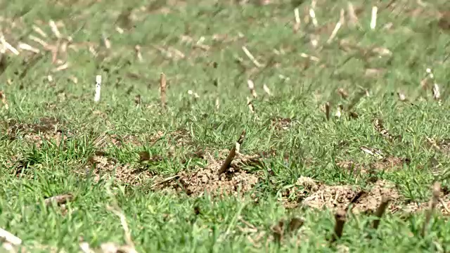 在草地上撒肥料视频素材