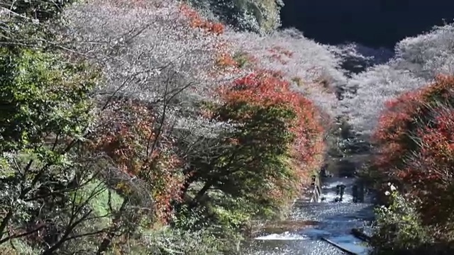 时代广场晚上的交通状况视频素材