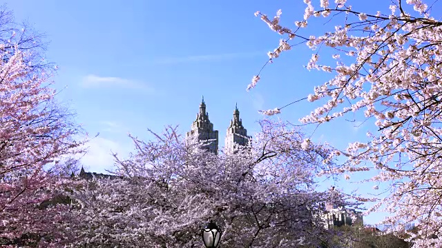 纽约市中央公园盛开的樱花。圣雷莫双子塔位于中央公园西部历史街区的后面。视频素材