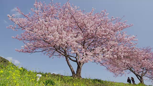 樱花和芥菜花视频素材