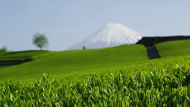 茶园和富士山视频素材