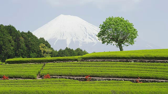 茶园和富士山视频素材