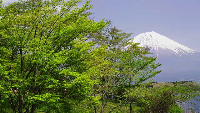 富士山和绿叶树视频素材