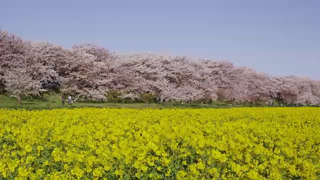 樱花和芥菜花视频素材