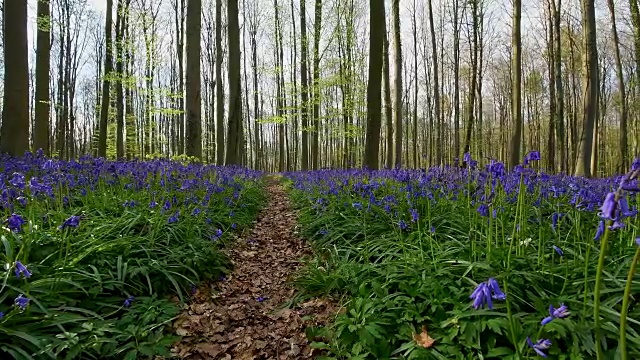 春天有阳光和小路的风信子森林，Hallerbos, Halle, Vlaams Gewest，布鲁塞尔，比利时，欧洲视频素材