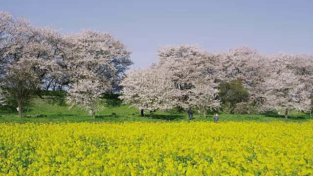 樱花和芥菜花视频素材