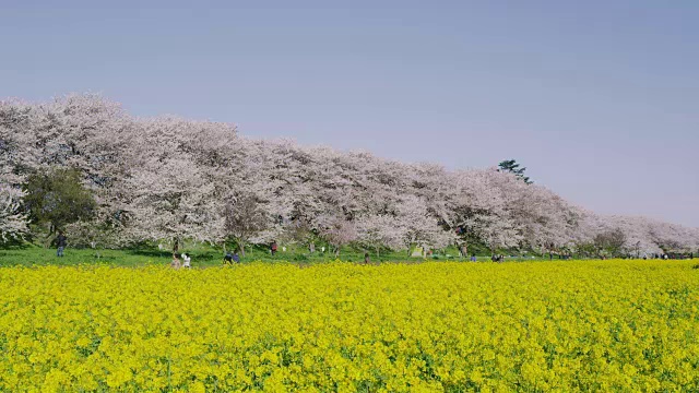 樱花和芥菜花视频素材