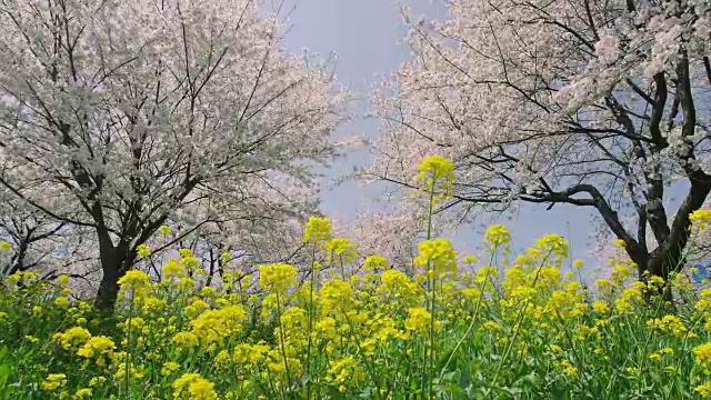 日本的樱花和芥菜视频素材