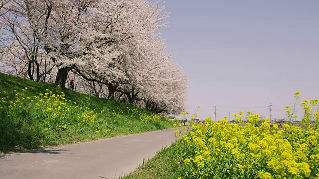 日本吉见樱堤公园的一排樱桃树和芥菜花视频素材