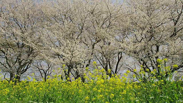 日本的樱花和芥菜视频素材