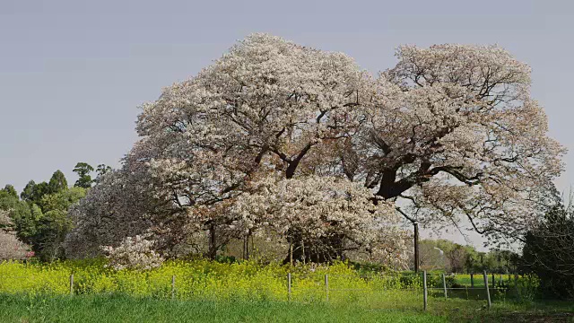 大樱桃树吉孝视频素材