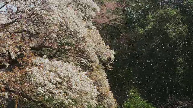 樱花的花瓣随风飞舞视频素材