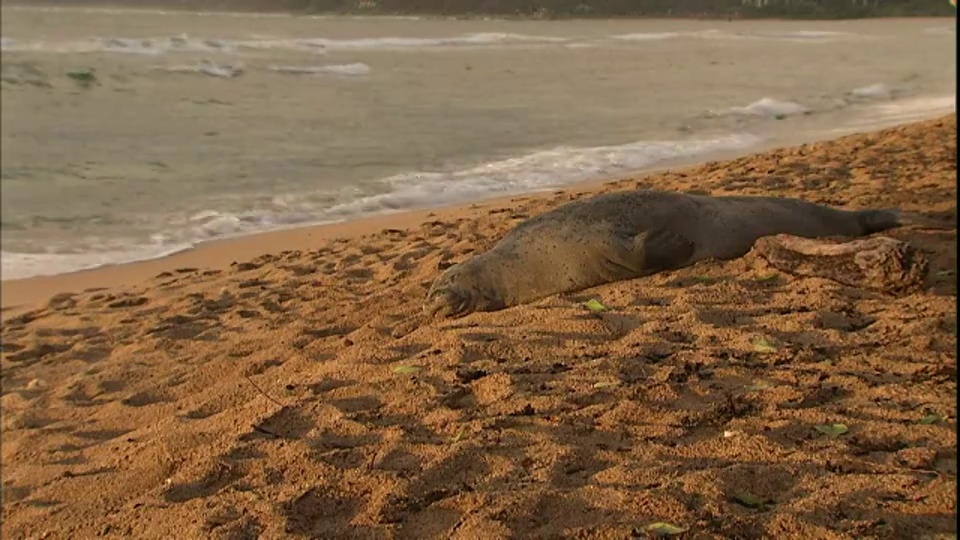 一只躺在海滩上的海豹睡意朦胧地睁开了眼睛。视频素材