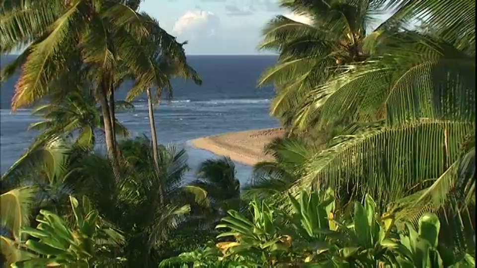 俯瞰热带海滩的棕榈树在风中摇摆。视频素材