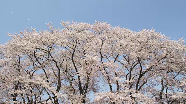 樱花的花瓣随风飞舞视频素材