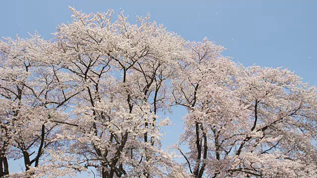 樱花的花瓣随风飞舞视频素材