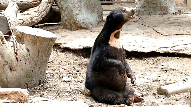 等待喂食的熊。视频下载