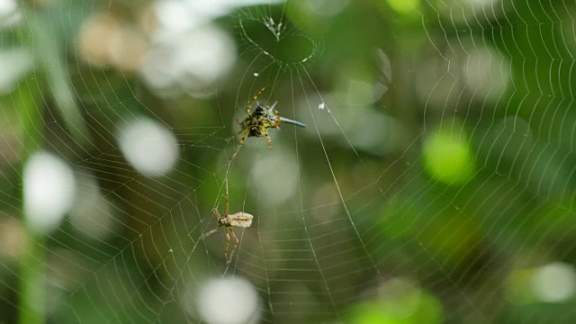 被蜘蛛网困住的昆虫。视频素材