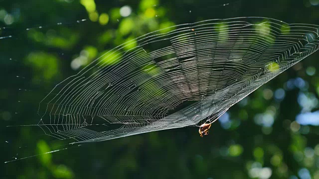 森林中弯曲的多刺蜘蛛(天麻蜘蛛)在其网中捕食猎物。视频素材