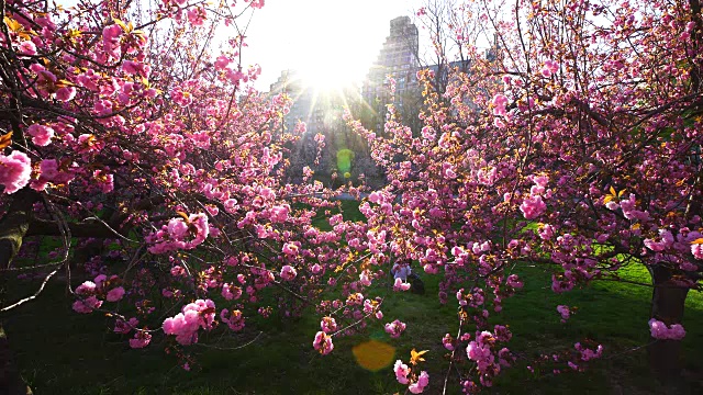 夕阳照亮了中央公园的樱花树，纽约中央公园西部历史街区的建筑。视频素材