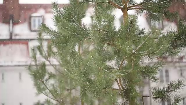 下雪的邻居和松树特写视频下载