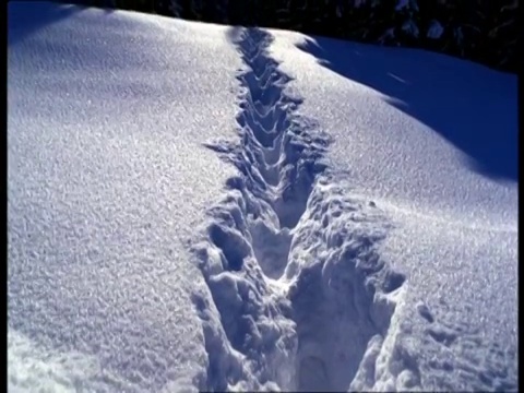 深深的雪地上的脚印通向松树林。视频素材