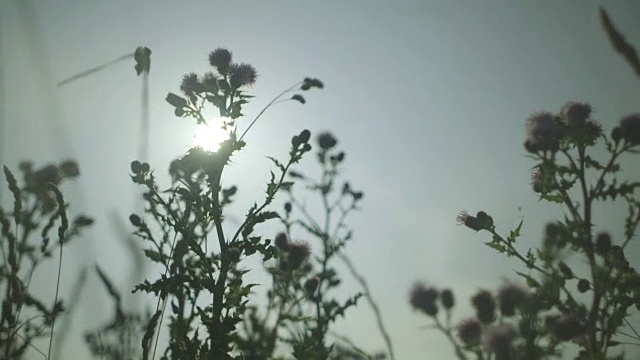 低角度的蓟在温和的微风中摇摆，英国。视频素材