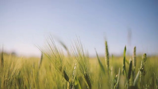 日落时分的麦田视频素材