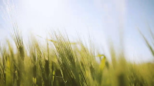 日落时分的麦田视频素材