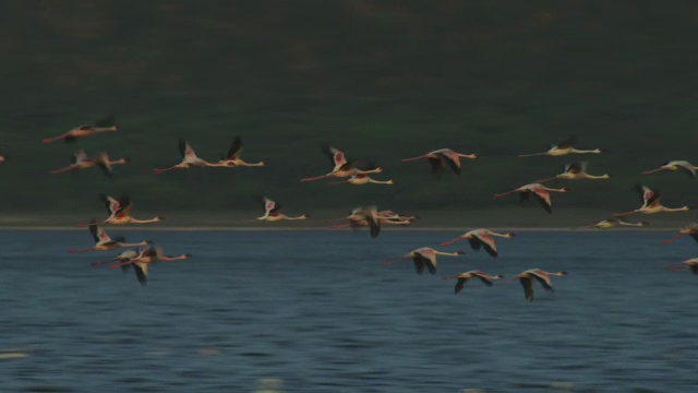 一群火烈鸟在博戈里亚湖上空盘旋视频素材