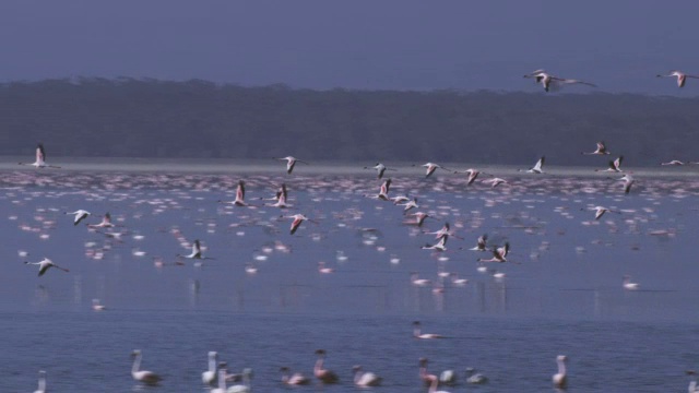 一群火烈鸟在纳库鲁湖上空低飞视频素材