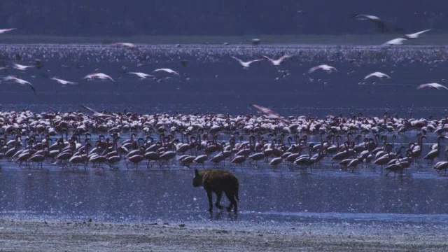 密集的火烈鸟群在湖上，鬣狗走在岸边的前景视频素材