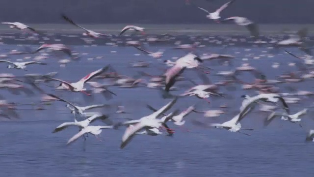 一群火烈鸟低低地飞过纳库鲁湖，降落在浅滩上视频素材