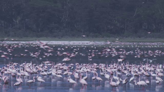 火烈鸟飞过纳库鲁湖视频素材