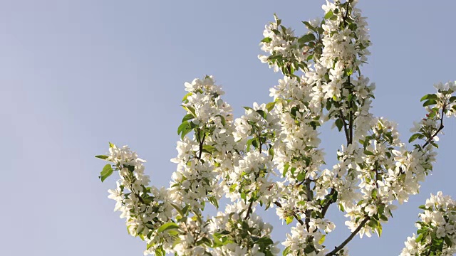 白苹果树在春天开花视频下载